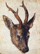 The Head of Stag Albrecht Durer